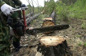 Законодатели против незаконной вырубки леса