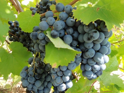 Дума Ставропольского края приняла закон, направленный на поддержку местных виноградарей и виноделов