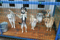 На Ставрополье приняты изменения в краевые законы в сфере обращения с животными без владельцев