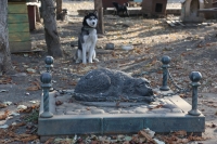 Дума Ставропольского края приняла закон об обращении с животными без владельцев