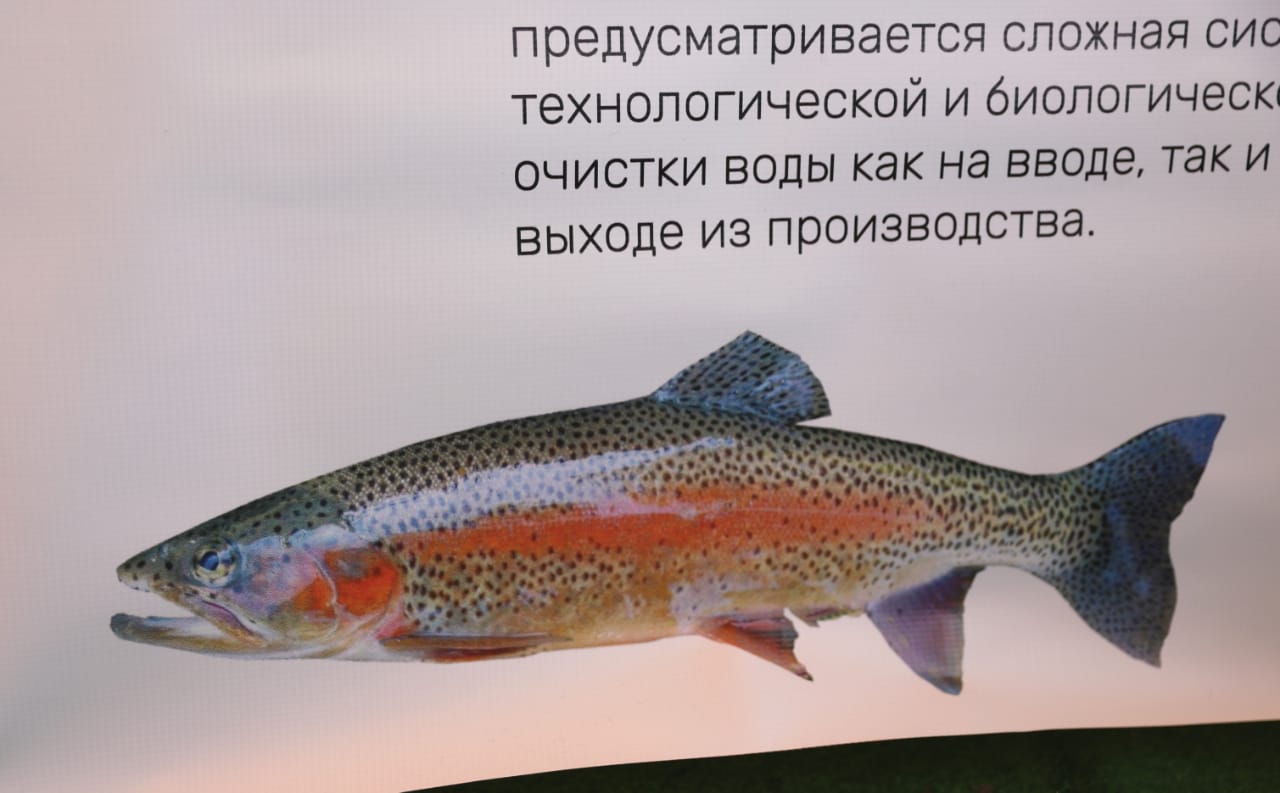 Краевые законодатели поддерживают создание на Ставрополье предприятия по выращиванию морской форели